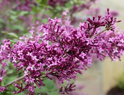 Bloomerange Dark Purple Lilac, Syringa Vulgaris, Purple Flowers
Proven Winners
Sycamore, IL