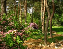 Blooming Azeleas, Pine Trees Trunks
Hugh Stephens
