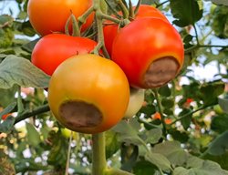 Blossom End Rot On Tomatoes
Shutterstock.com
New York, NY