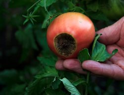 Blossom End Rot
Shutterstock.com
New York, NY