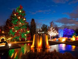 Blossoms Of Light
Garden Design
Calimesa, CA