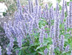 Blue Agastache, Agastache Blue Fortune
Plant Paradise Country Gardens
Caledon, ON
