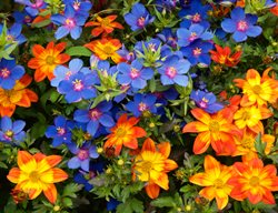 Blue And Orange Flowers, Bidens Blazing Fire, Blue Pimpernell
Garden Design
Calimesa, CA