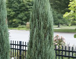 Blue Arrow Juniper, Juniper Tree
Millette Photomedia
