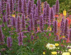 Blue Boa Agastache, Agastache Hybrid, Hummingbird Mint
Proven Winners
Sycamore, IL