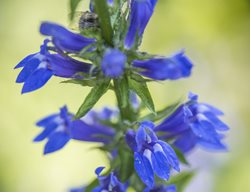 Blue Cardinal Flower, Lobelia Siphilitica
Jonathan Alderson Landscape Architects Inc.
Wayne, PA