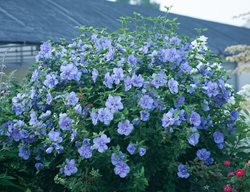 Blue Chiffon Hibiscus, Blue Flowers, Flowering Shrub
Proven Winners
Sycamore, IL