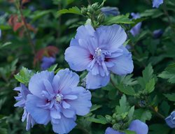 Blue Chiffon Hibiscus, Blue Flowers, Rose Of Sharon, Hibiscus Syriacus
Proven Winners
Sycamore, IL