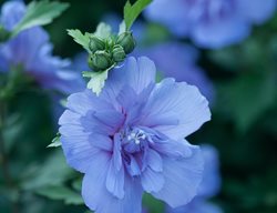 Blue Chiffon Hibiscus, Hibiscus Syriacus, Blue Flower
Proven Winners
Sycamore, IL
