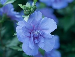Blue Chiffon Rose Of Sharon, Flowering Shrub
Proven Winners
Sycamore, IL