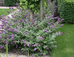 Blue Chip Butterfly Bush, Lo & Behold Butterfly Bush, Buddleia
Proven Winners
Sycamore, IL