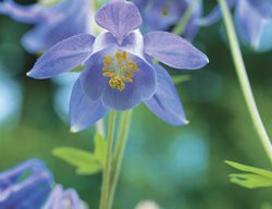 Blue Columbine, Aquilegia Vulgaris
Garden Design
Calimesa, CA