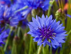 Blue Cornflower, Centaurea Cyanus, Bachelor's Buttons
American Meadows
