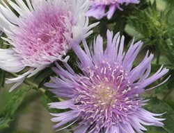 Blue Danube Stokes Aster, Stokesia Laevis, Lavender-Blue Flowers
Millette Photomedia
