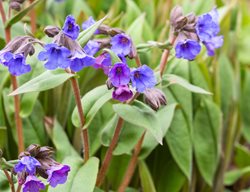Blue Ensign Pulmonaria, Lungwort Plant
Shutterstock.com
New York, NY