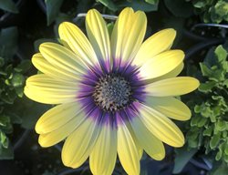 Blue-Eyed Beauty African Daisy, Yellow And Blue Flower, Ostespermum
Garden Design
Calimesa, CA