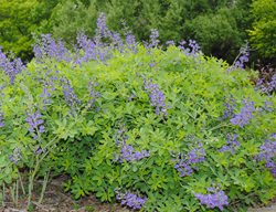 Blue False Indigo, Baptisia Australis, 
Shutterstock.com
New York, NY