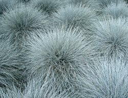 Blue Fescue Grass, Festuca Glauca, Ornamental Grass
Shutterstock.com
New York, NY