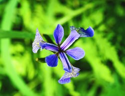 Blue Flag Iris, Native Iris, Prairie
Garden Design
Calimesa, CA