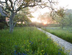 Blue Flowered Camassia Squamash
Garden Design
Calimesa, CA
