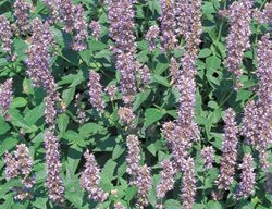 Blue Fortune Agastache, Anise Hyssop
Proven Winners
Sycamore, IL