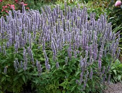 Blue Fortune Agastache, Anise Hyssop
Proven Winners
Sycamore, IL