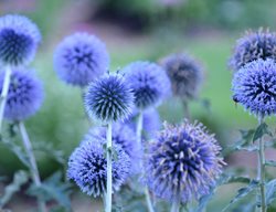 Blue Glow Globe Thistle, Echinops
Proven Winners
Sycamore, IL