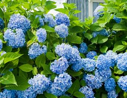 Blue Hydrangea, Hydrangea Plant
Shutterstock.com
New York, NY
