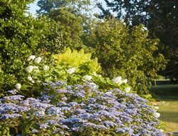 Blue Hydrangea, Lacecap Hydrangea
Garden Design
Calimesa, CA