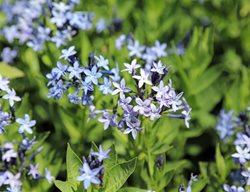 Blue Ice Amsonia, Blue Flowers
Shutterstock.com
New York, NY