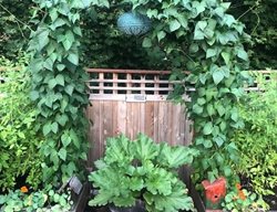 Blue Lake Beans On Arbor
Garden Design
Calimesa, CA