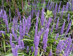 Blue Lilyturf, Ground Cover Plant, Liriope
Shutterstock.com
New York, NY