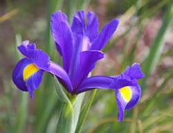 Blue Magic Iris, Iris Hollandica
Shutterstock.com
New York, NY