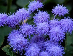 Blue Mink Floss Flower, Ageratum Houstonianum
Shutterstock.com
New York, NY