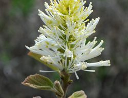 Blue Mist Fothergilla, Witch Alder
Millette Photomedia
