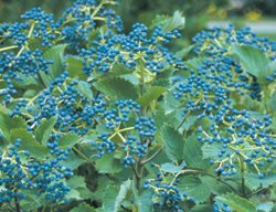 Blue Muffin Viburnum, Viburnum Dentatum, Blue Berries
Proven Winners
Sycamore, IL