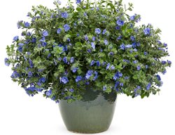 Blue My Mind Evolvulus, Dwarf Morning Glory, Blue Flowers
Proven Winners
Sycamore, IL