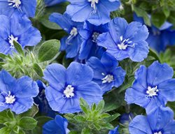 Blue My Mind Evolvulus, Dwarf Morning Glory Flower
Proven Winners
Sycamore, IL