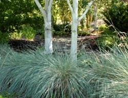 Blue Oat Grass, Helictotrichon Sempervirens
Walters Gardens
