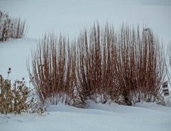 Blue Paradise Little Bluestem In Winter, Schizachyrium
Proven Winners
Sycamore, IL