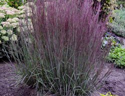 Blue Paradise Schizachyrium, Little Bluestem
Proven Winners
Sycamore, IL