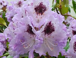 Blue Peter Rhododendron, Lavender Rhododendron Flowers
Shutterstock.com
New York, NY