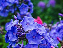 Blue Phlox, Blue Paradise
Shutterstock.com
New York, NY