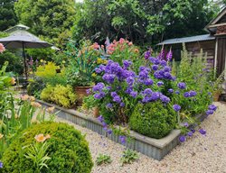 Blue Phlox In Garden Bed
Garden Design
Calimesa, CA