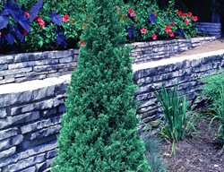 Blue Point Juniper, Conifer, Blue-Green Foliage
Millette Photomedia
