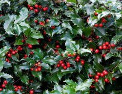 Blue Princess Blue Holly, Ilex X Meserveae, Blue Holly
Millette Photomedia
