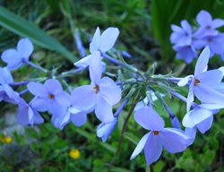 Blue Ridge Phlox, Phlox Stolonifera
Shutterstock.com
New York, NY