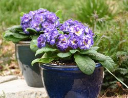 Blue Ripple Primrose, Primula
Proven Winners
Sycamore, IL