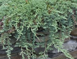 Blue Rug Creeping Juniper, Juniperus Horizontalis, Creeping Juniper
Spring Meadow Nursery
Grand Haven, MI