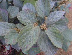 Blue Shadow Fothergilla, Fothergilla X Intermedia
Shutterstock.com
New York, NY